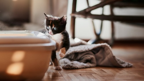 kitten kattenbak lapjeskat kattenbak